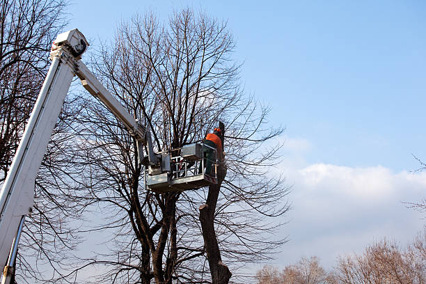 Best Arborist Consultation Services  in Eunice, NM